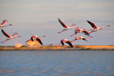 camargue piste de beauduc