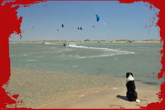 flamands roses kitesurf camargue